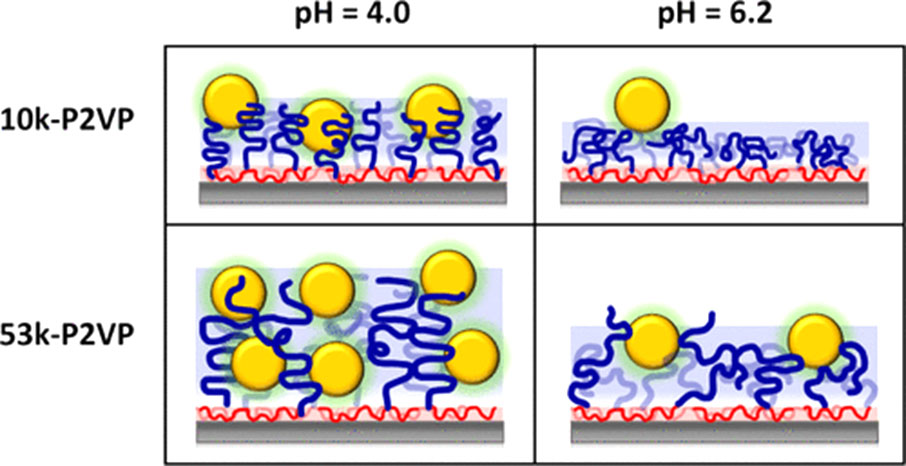 Katie Sun’s article published in Macromolecules. Congratulations!